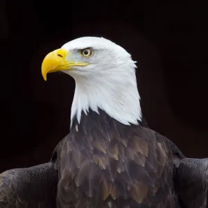 Bald eagle (Haliaeetus leucocephalus) portrait, captive, occurs in North America