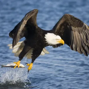 Bald Eagle (Haliaeetus leucocephalus) taking a fish from water. Homer, Kenai Fjord Bald Eagle (Haliaeetus leucocephalus) taking a fish from water. Homer, Kenai Fjord