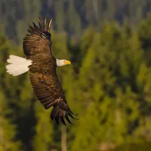 Bald Eagle in Flight Print Bald Eagle in Flight Print