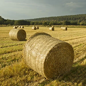 Bales of Barley straw on arable farmland, Scotland, UK