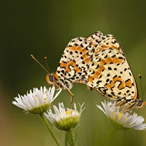 Balkan fritillary butterflies (Boloria graeca) mating, Djerdap National Park, Serbia