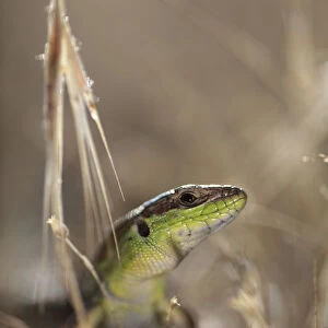 Balkan wall lizard (Podarcis taurica) Stenje region, Galicica National Park, Macedonia