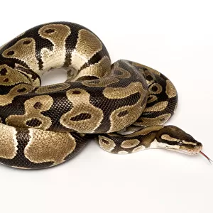 Ball / Royal python (Python regius) coiled with tongue extended