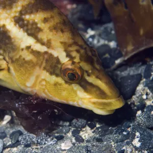 Ballan wrasse (Labrus bergylta), Porthkerris cove, Cornwall, England, UK, June