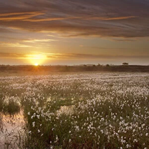 Ballynahone Bog at dawn with flowering cotton grass, County Londonderry, Northern Ireland