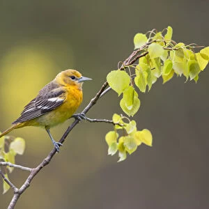 Baltimore oriole (Icterus galbula) first year female perched with newly-emerged leaves in spring