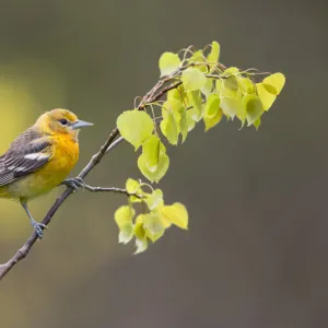 Baltimore oriole (Icterus galbula) first year female perched with newly-emerged leaves in spring