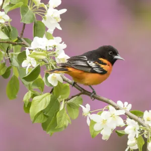 Baltimore oriole (Icterus galbula) male perched in pear (Pyrus sp