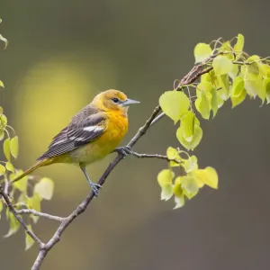 Baltimore oriole (Icterus galbula) first year female perched with newly-emerged leaves in spring Baltimore oriole (Icterus galbula) first year female perched with newly-emerged leaves in spring