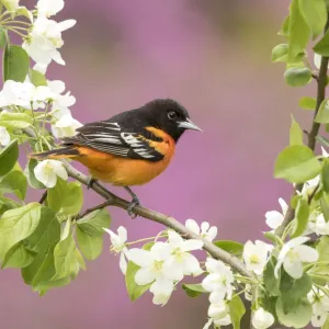 Baltimore Oriole Print Baltimore Oriole Print