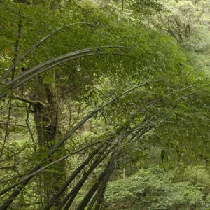 Bamboo growing beside narrow mountain track. Gaoligongshan National Nature Reserve