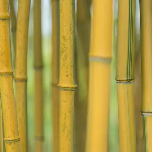 Bamboo (Phylostachys aureosulcata) occurs in the Zhejiang Province of China