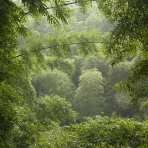 Bamboo (Poaceae spp) with forest in background. Shunan Zhuhai National Park, Sichuan Province