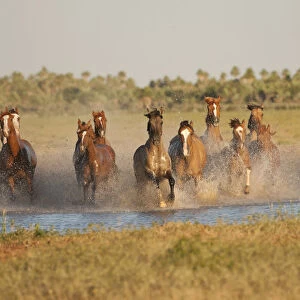 A band of semi-feral Quarter mares and foals running across a creek, Estancia Don Amerigo