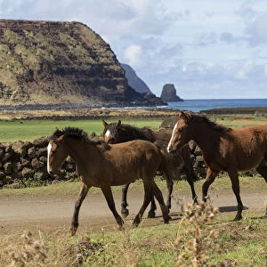 Band of wild Rapa Nui horses / colts, walking near Easter island heads on Ahu Tongariki
