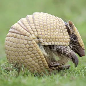 Three banded armadillo {Tolypeutes tricinctus} uncurling from defensive ball