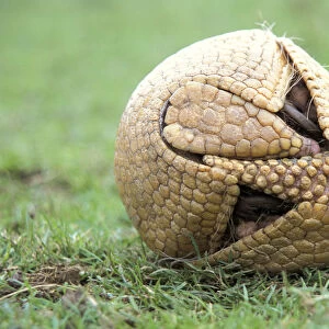 Three banded armadillo {Tolypeutes tricinctus} in defensive ball. Captive, UK