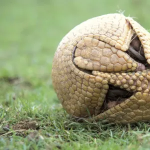 3dRose Armadillo Pun Puzzle - Cute Armed Dill Pickle Design, 70 Piece Jigsaw For Kids & Adults