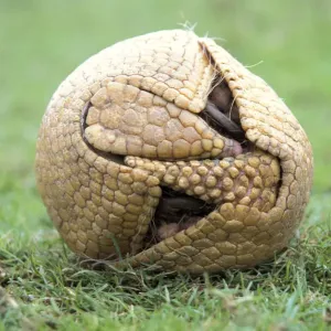Three banded armadillo in defensive ball print Three banded armadillo in defensive ball print