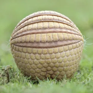 Three banded armadillo {Tolypeutes tricinctus} in defensive ball. Captive, UK Three banded armadillo {Tolypeutes tricinctus} in defensive ball. Captive, UK