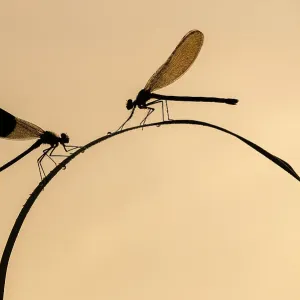 Banded demoiselle (Calopteryx splendens), male and female silhouetted on reed, Lower Tamar Lakes, Cornwall, UK. June Banded demoiselle (Calopteryx splendens), male and female silhouetted on reed, Lower Tamar Lakes, Cornwall, UK. June