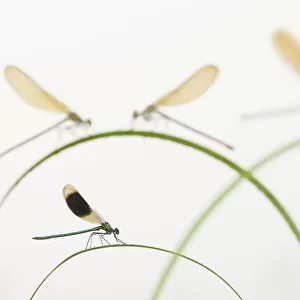 Banded demoiselle (Calopteryx splendens) group of four on plant stems, River Leijgraaf, Nijmegen, the Netherlands, August 2013. Finalist in the Invertebrate category of the Wildlife Photographer of the Year Awards (WPOY) Competition 2015