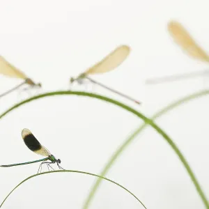Banded demoiselle (Calopteryx splendens) group of four on plant stems, River Leijgraaf, Nijmegen, the Netherlands, August 2013. Finalist in the Invertebrate category of the Wildlife Photographer of the Year Awards (WPOY) Competition 2015 Banded demoiselle (Calopteryx splendens) group of four on plant stems, River Leijgraaf, Nijmegen, the Netherlands, August 2013. Finalist in the Invertebrate category of the Wildlife Photographer of the Year Awards (WPOY) Competition 2015
