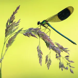 Banded demoiselle (Calopteryx splendens) male, resting on grass head, Lower Tamar Lakes, Cornwall, UK. June