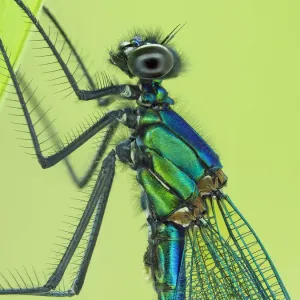 Banded Demoiselle Male Close-Up Print