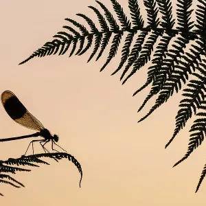Banded Demoiselle Male Print, Silhouetted on Fern Banded Demoiselle Male Print, Silhouetted on Fern