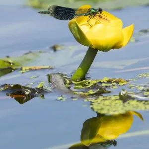 Banded demoiselle (Calopteryx splendens) male on yellow lotus ( Nuphar lutea) Norfolk Banded demoiselle (Calopteryx splendens) male on yellow lotus ( Nuphar lutea) Norfolk