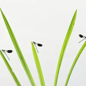 Banded Demoiselle Print: Males Resting on Grass, Netherlands Banded Demoiselle Print: Males Resting on Grass, Netherlands
