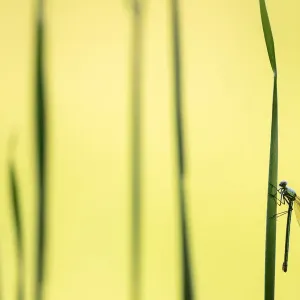 Banded demoiselle damselfly (Calopteryx splendens) female roosting amongst reeds Banded demoiselle damselfly (Calopteryx splendens) female roosting amongst reeds