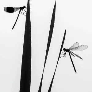 Banded demoiselle dragonfly (Calopteryx splendens) male and female silhouetted, resting on reeds. Lower Tamar Lakes, Cornwall, England, UK. June. International Garden Photographer of the Year 2021 competition category runner up - Wildlife in Banded demoiselle dragonfly (Calopteryx splendens) male and female silhouetted, resting on reeds. Lower Tamar Lakes, Cornwall, England, UK. June. International Garden Photographer of the Year 2021 competition category runner up - Wildlife in