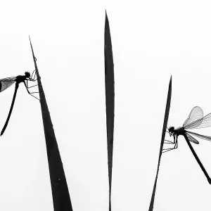 Banded demoiselle dragonfly (Calopteryx splendens) male and female silhouetted, resting on reeds. Lower Tamar Lakes, Cornwall, England, UK. June Banded demoiselle dragonfly (Calopteryx splendens) male and female silhouetted, resting on reeds. Lower Tamar Lakes, Cornwall, England, UK. June