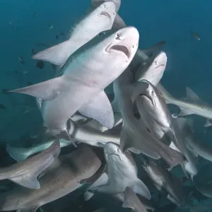 Banded houndshark (Triakis scyllium) group feeding. Chiba Prefecture, Honshu, Japan Banded houndshark (Triakis scyllium) group feeding. Chiba Prefecture, Honshu, Japan