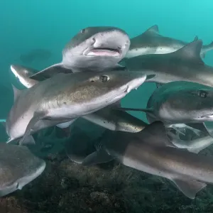Tiburón perro bandado (Triakis scyllium) grupo por encima del suelo de mar. Tiburón perro bandado (Triakis scyllium) grupo por encima del suelo de mar.