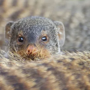 Banded mongoose (Mungos mungo) looking over the back of another, Queen Elizabeth National Park