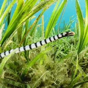 Banded Sea Krait Hunting Print Banded Sea Krait Hunting Print