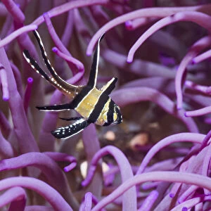Banggai cardinalfish (Pterapogon kauderni) with a Corkscrew or Long tentacle anemone