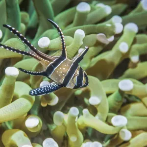 Banggai cardinalfish (Pterapogon kauderni) with a Mushroom coral in background. Lembeh Strait Banggai cardinalfish (Pterapogon kauderni) with a Mushroom coral in background. Lembeh Strait