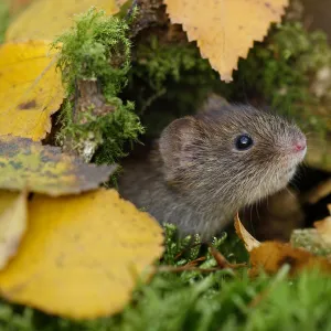 Bank vole {Clethrionomys glareolus} among autumn birch leaves, Peak District NP, Derbyshire