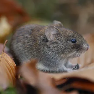 Bank vole {Clethrionomys glareolus} among autumn leaves and moss, Peak District NP