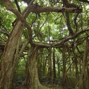 Banyan fig tree Print: A photograph of Ficus benjamina Banyan fig tree Print: A photograph of Ficus benjamina