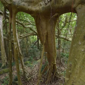 Banyan fig tree, (Ficus benjamina), one single individual tree Banyan fig tree, (Ficus benjamina), one single individual tree
