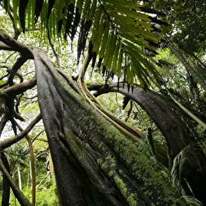 Banyan tree (Ficus macrophylla) Valley of the Shadows, Lord Howe island, Lord Howe
