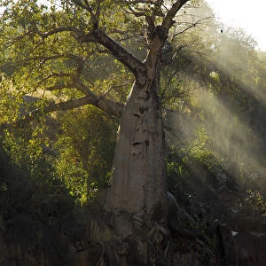 Baobab (Adansonia sp. ) at edge of Epupa falls, Kunene River, Namibia