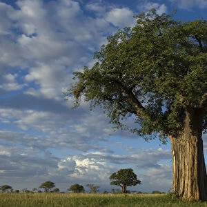 Baobab tree (Adansonia sp. ) Tarangire NP, Tanzania