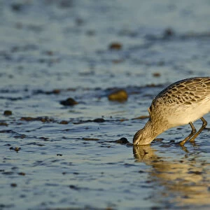 Bar-tailed Godwit (Limosa lapponica) foraging for tidal-flat worm. Norfolk, January