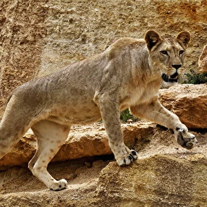 Barbary lion (Panthera leo leo) female, captive, extinct in the wild, occurred in N